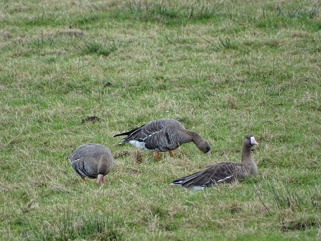出生日期被改成推迟3年 拉沙森涉年龄造假被告上庭.